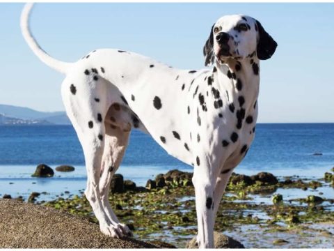 Dalmatiner: Informationen zur Hunderasse