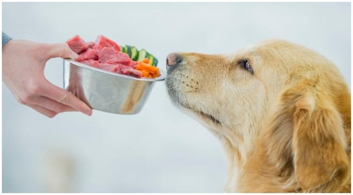 Welches Futter ist gut oder schlecht für Hunde?