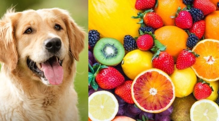 Welche Früchte dürfen Hunde essen?