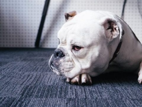 Bulldogge: Alles, was Sie wissen müssen
