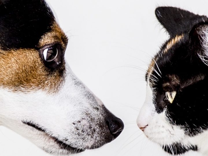 Hund und Katze: Wie stellt man sie einander richtig vor?
