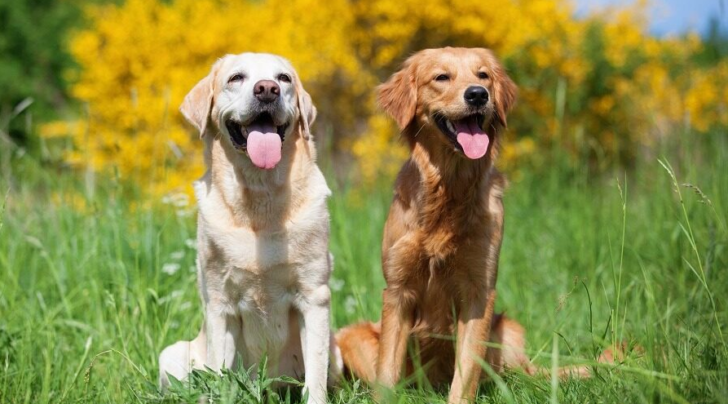 Unterschied zwischen Golden und Labrador Retriever