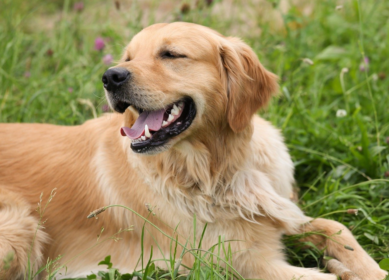 Ist ein Golden Retriever ein Anfängerhund?