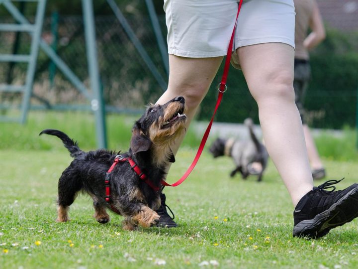 5 Häufige Mythen zur Hundeerziehung (und warum sie falsch sind)