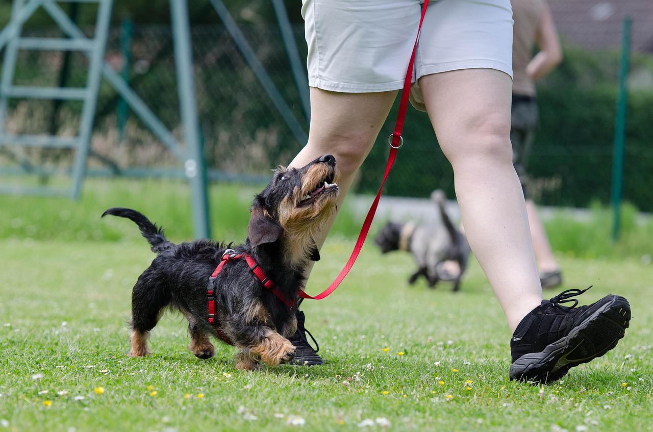 5 verbreitete Mythen über Hundetraining