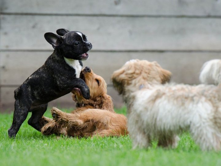 Hundetagesstätte: Alles, was Sie wissen müssen