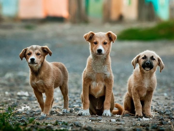 Hundejahre: Wie kann man sie in Menschenjahre umwandeln?