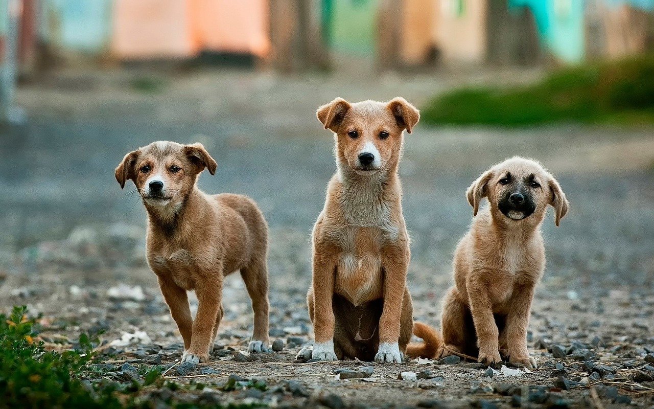 Hundejahre: Wie kann man sie in Menschenjahre umwandeln?