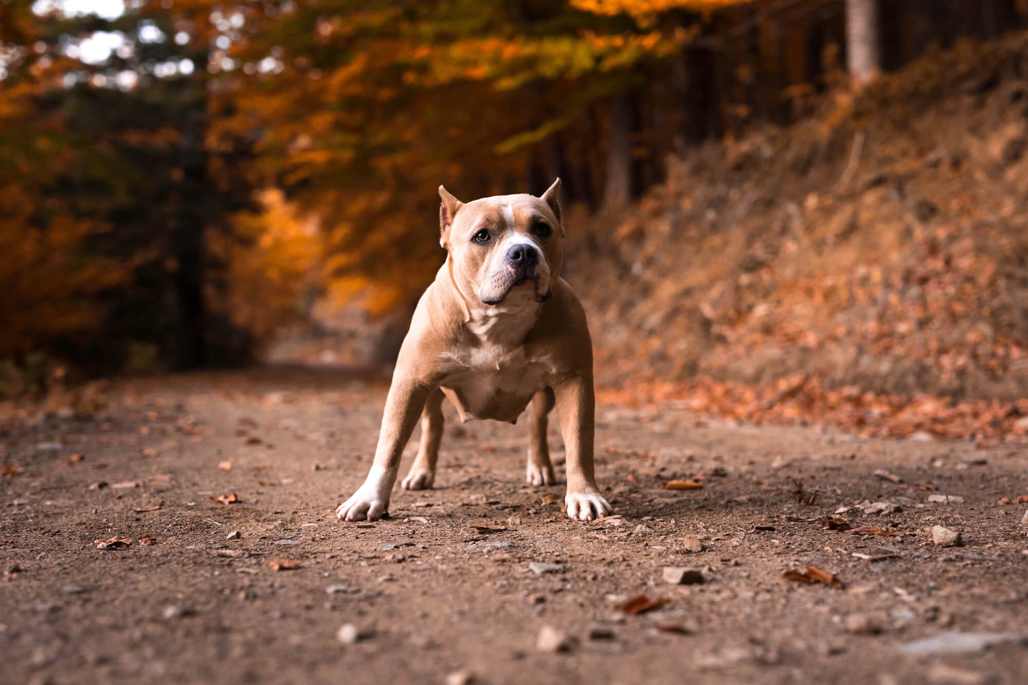 American Pitbull Terrier: Vollständiges Rassenporträt mit Fotos