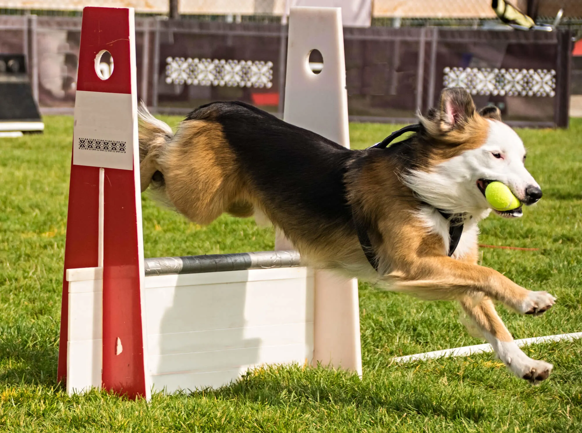 Flyball - Border Collie
