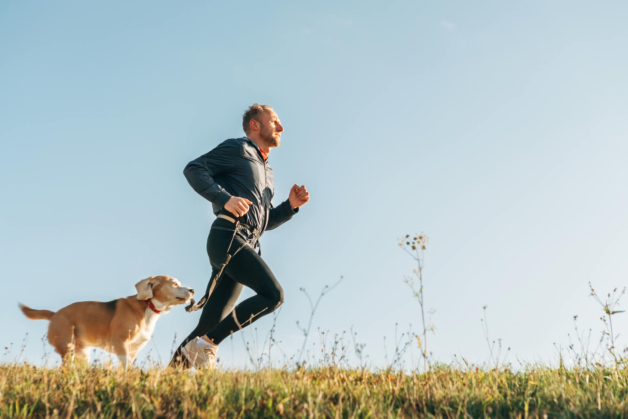Canicross: Mit Hund gemeinsam laufen – alles Wichtige
