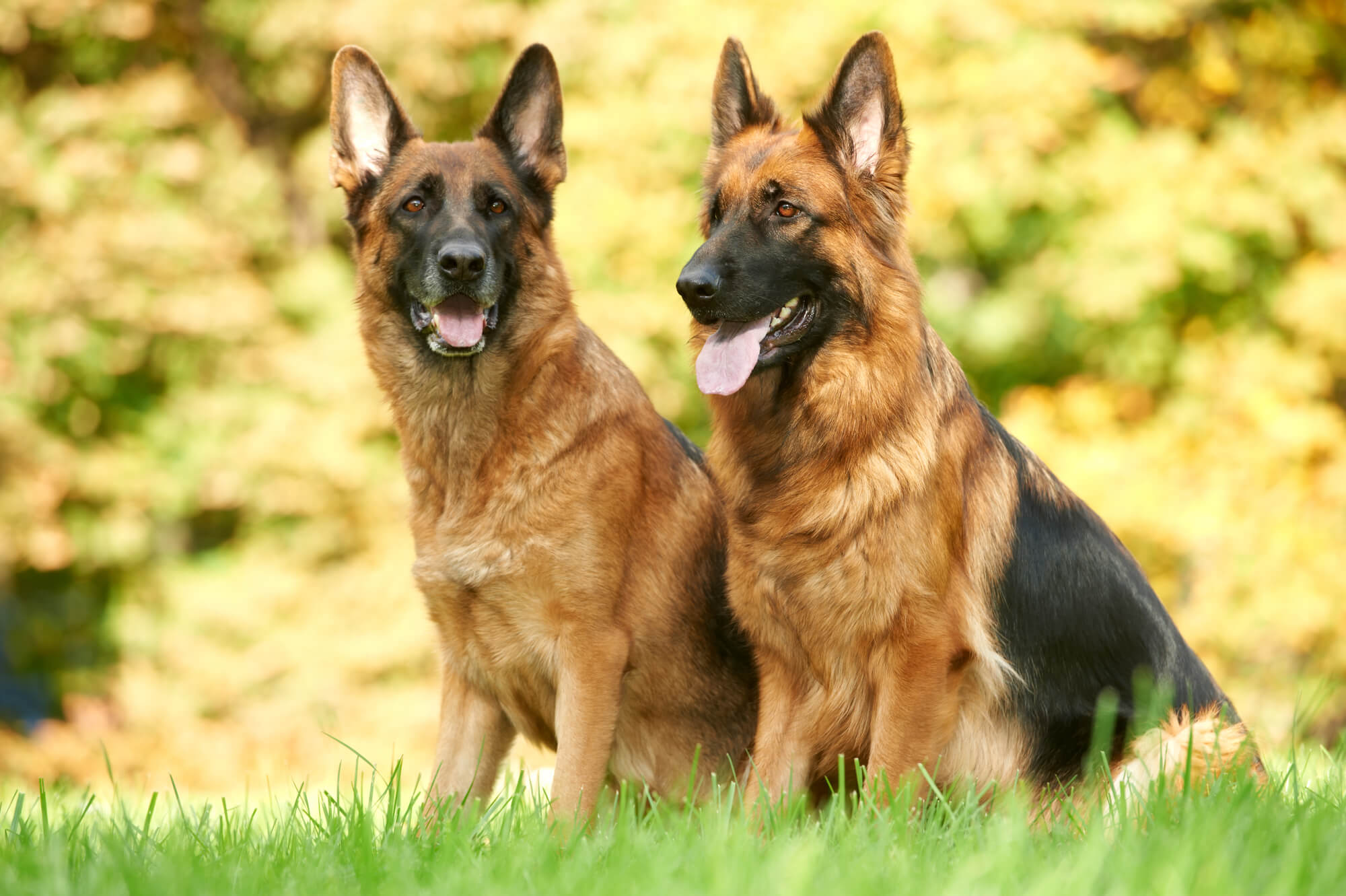 7 Tipps für eine längere Lebensdauer Ihres Deutschen Schäferhundes