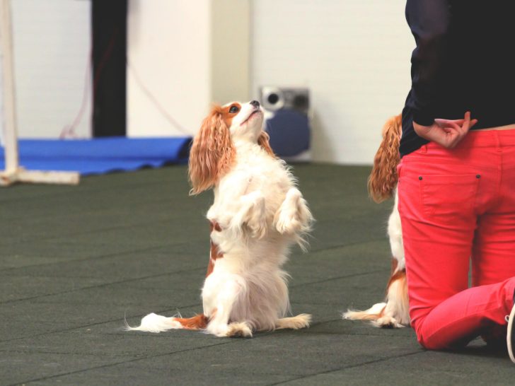 Dog Dancing: Kreativer Spaß & engere Bindung zum Hund