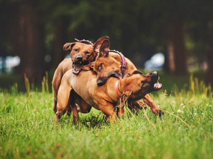 24 Extrem Gefährliche Hunderassen mit Fotos