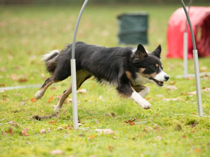 Hoopers: Die ideale Agility-Alternative für alle Hunde (FAQ)