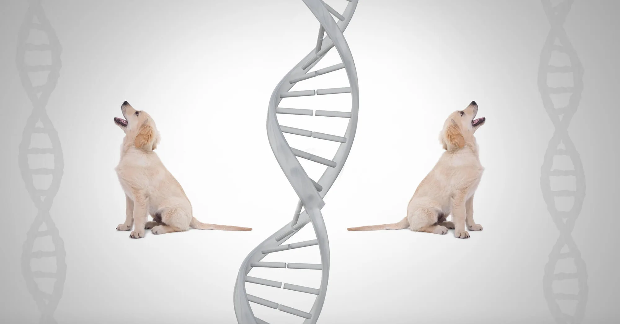 DNA von Hunden