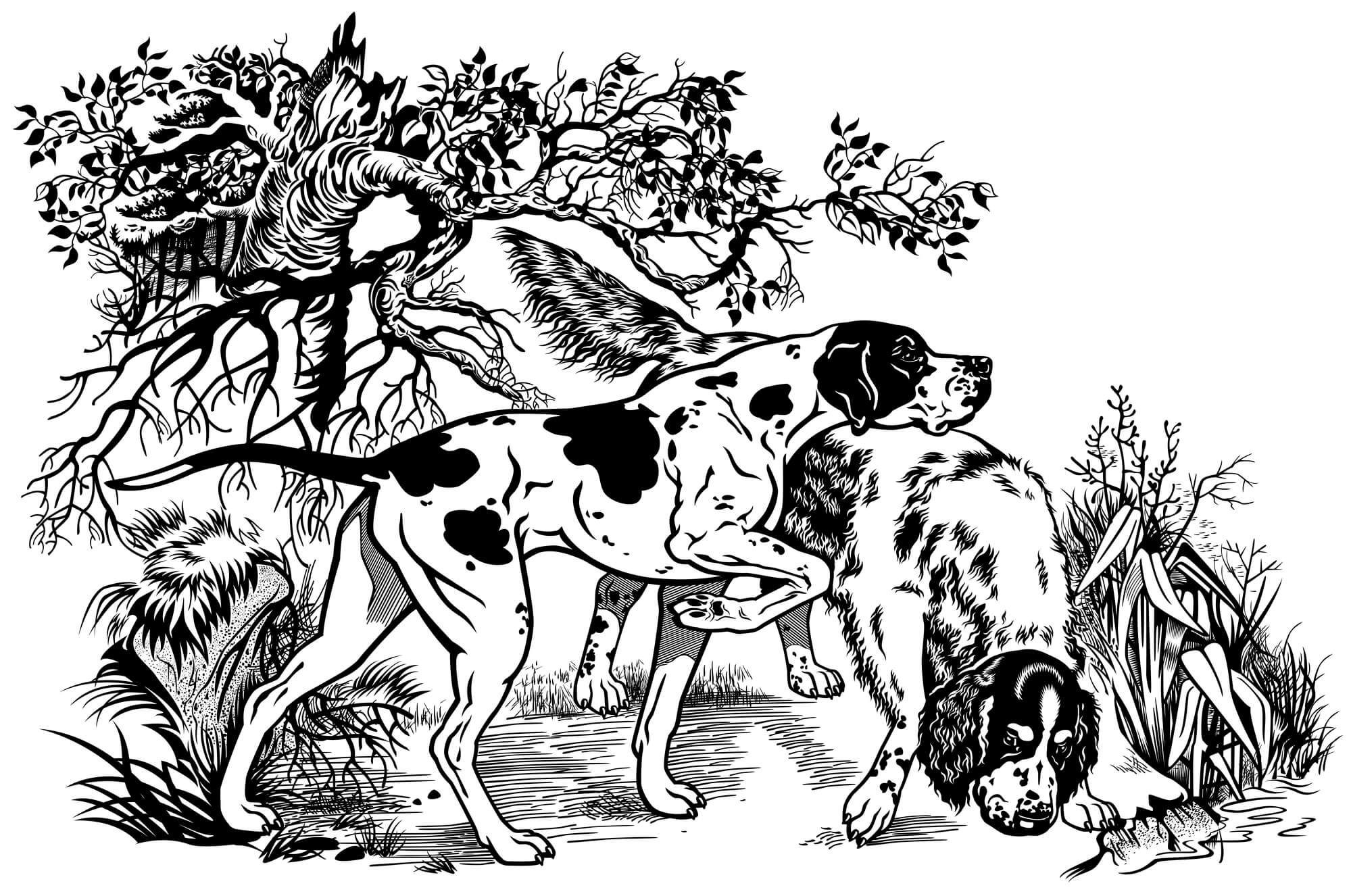 Jagdhunde Illustration