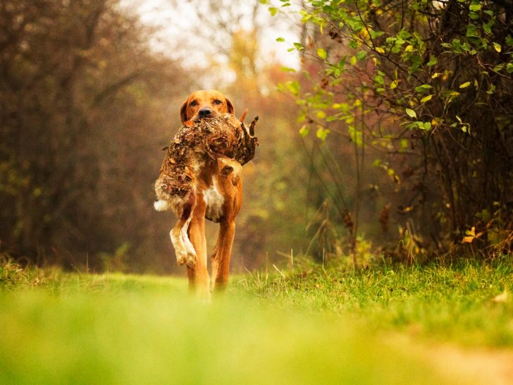 Top 30 Jagdhunde-Rassen: Länderübergreifend mit Fotos