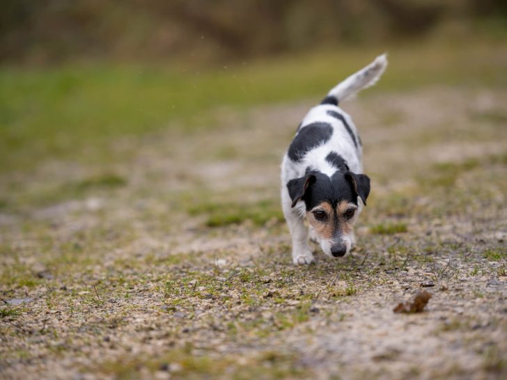 Mantrailing: Leitfaden für erfolgreiches Hundetraining im Sport
