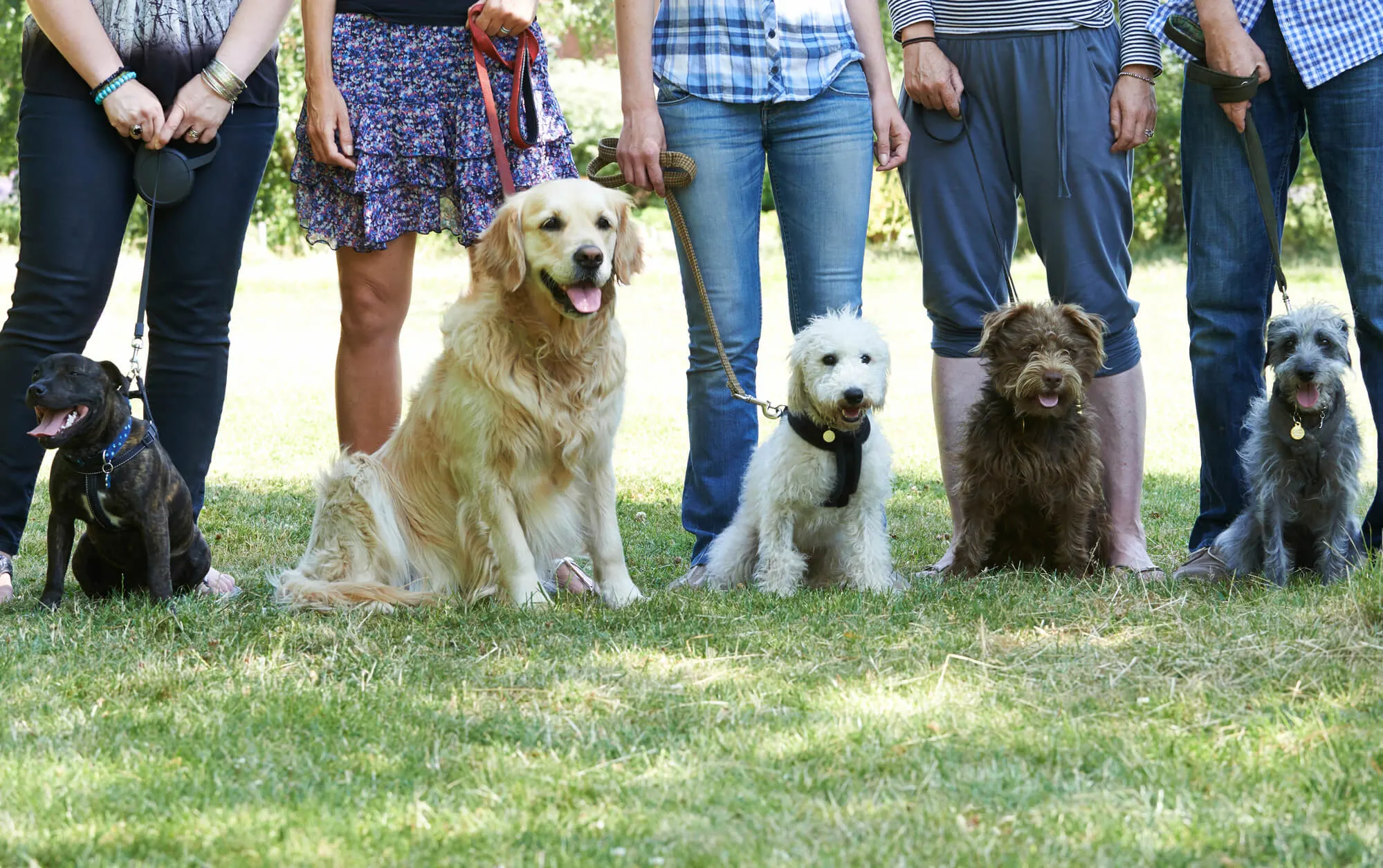 Eine Gruppe von Hunden mit ihren Besitzern - Obedience