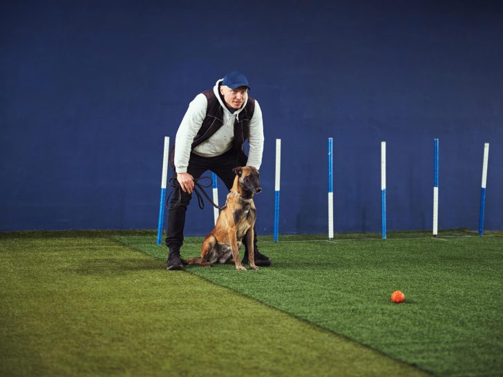 Rally Obedience: Eine aufregende Sportart für Hund und Mensch