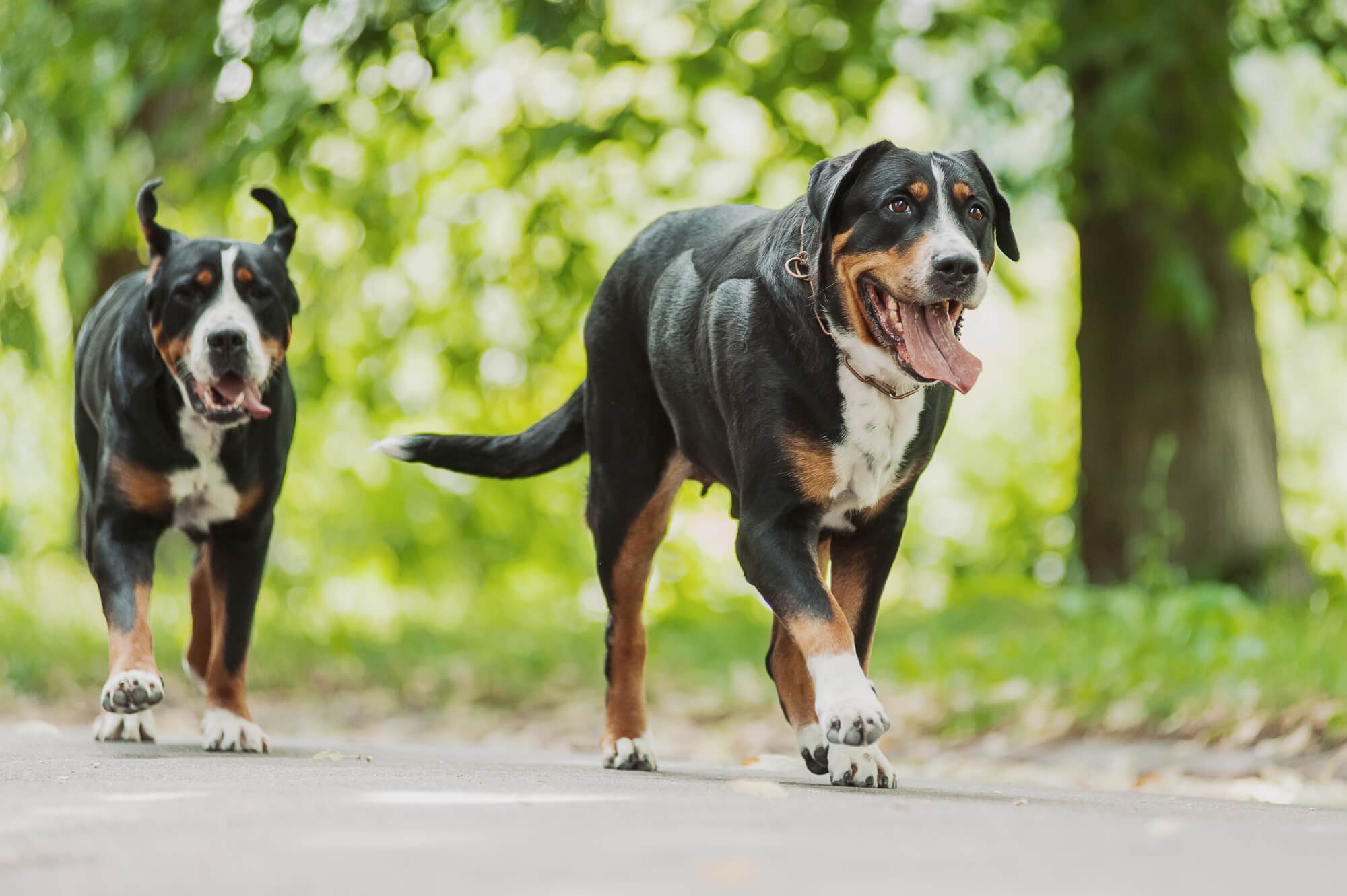 Sennenhund Rassen: Merkmale und Fotos aller 5 Rassen