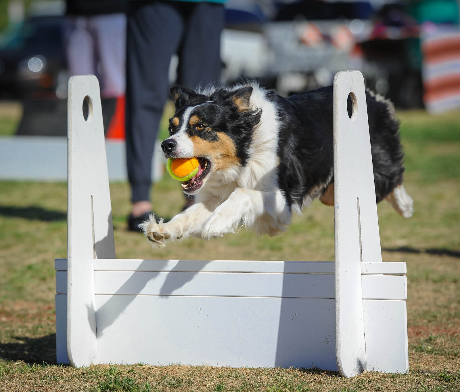 Flyball: Der umfassende Leitfaden für Hundetraining