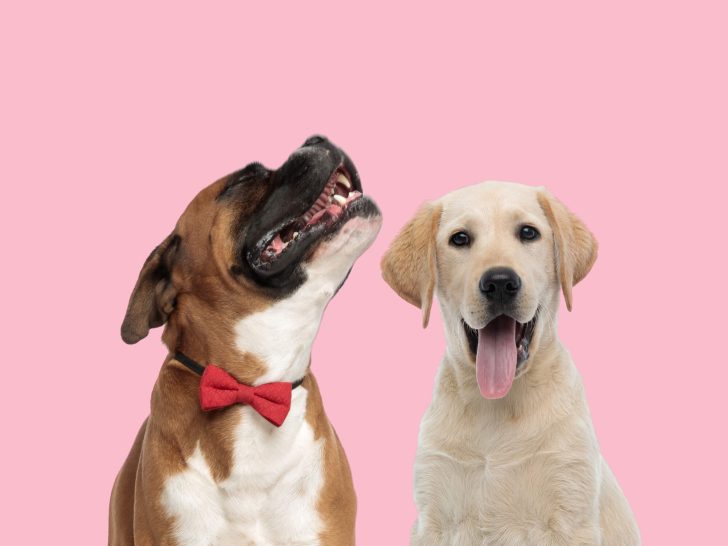 Boxador: Der charmante Boxer Labrador Mix -mit Bildergalerie