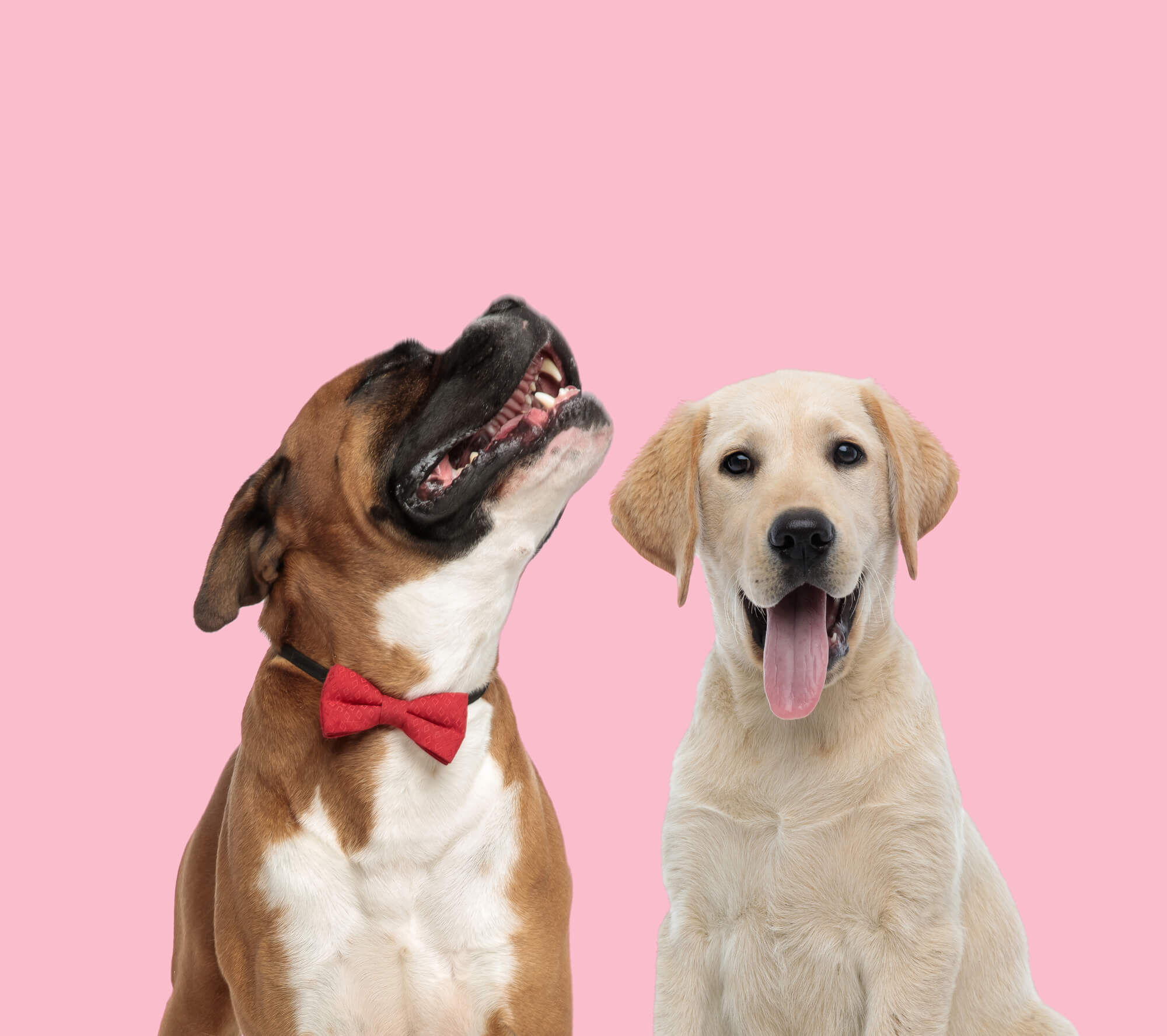Boxador: Der charmante Boxer Labrador Mix -mit Bildergalerie