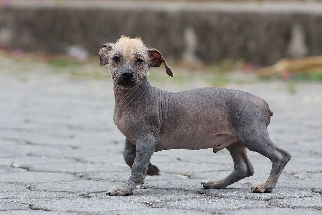 Ecuadorianischer Nackthund