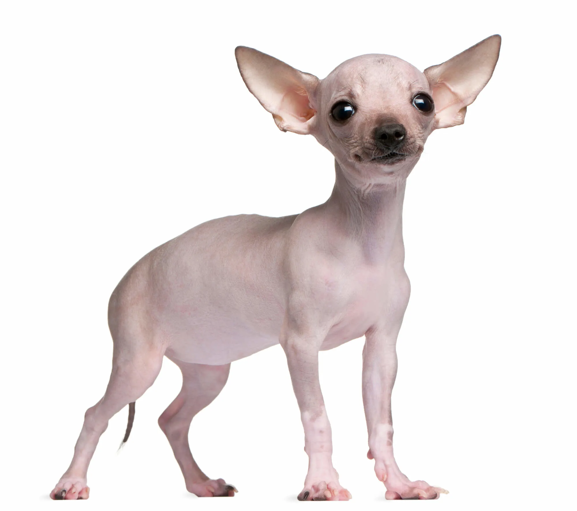 Haarloser Chihuahua