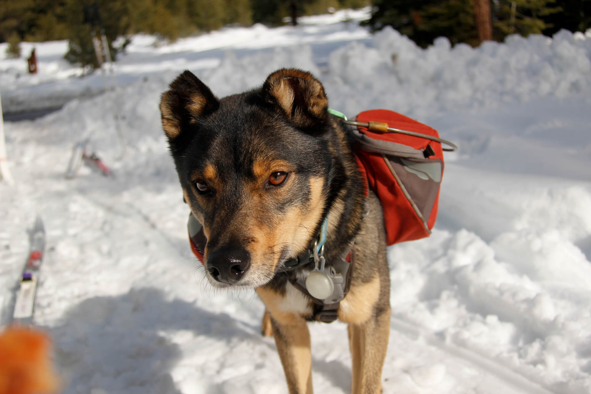 Rottweiler Husky Mix (Rottsky): Aktive Familienhunde (mit Fotos)