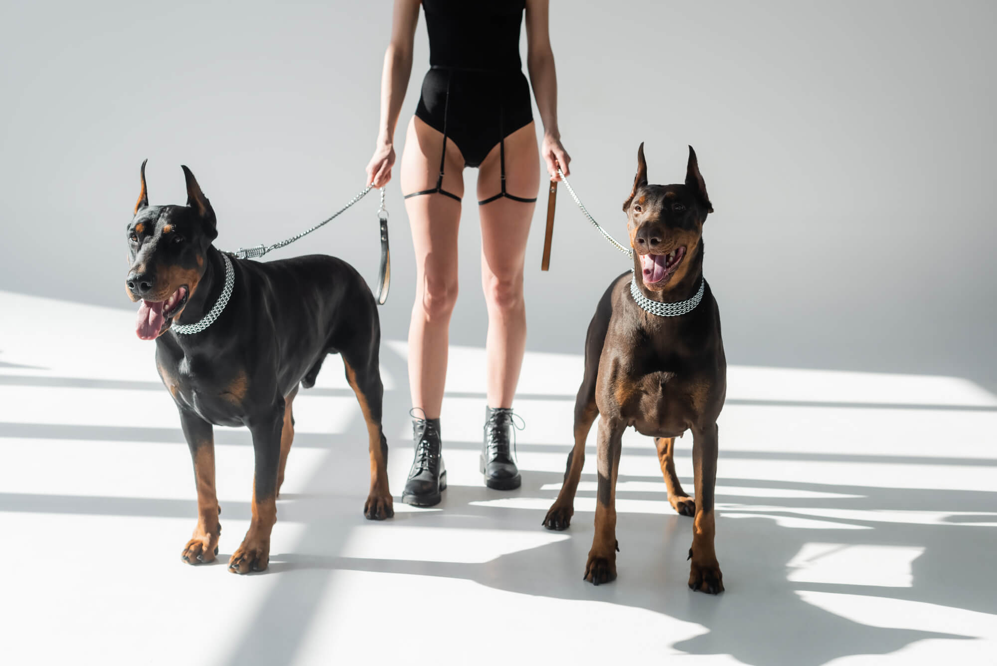 Die Top 21 Wachhunde: Perfekte Beschützer (mit Fotos)