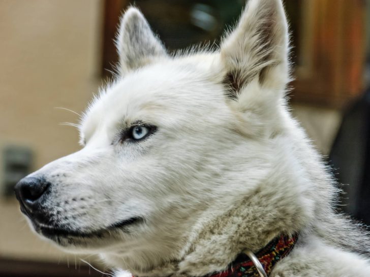 Husky Weiß: Alles über den faszinierenden Hund (+Fotos)