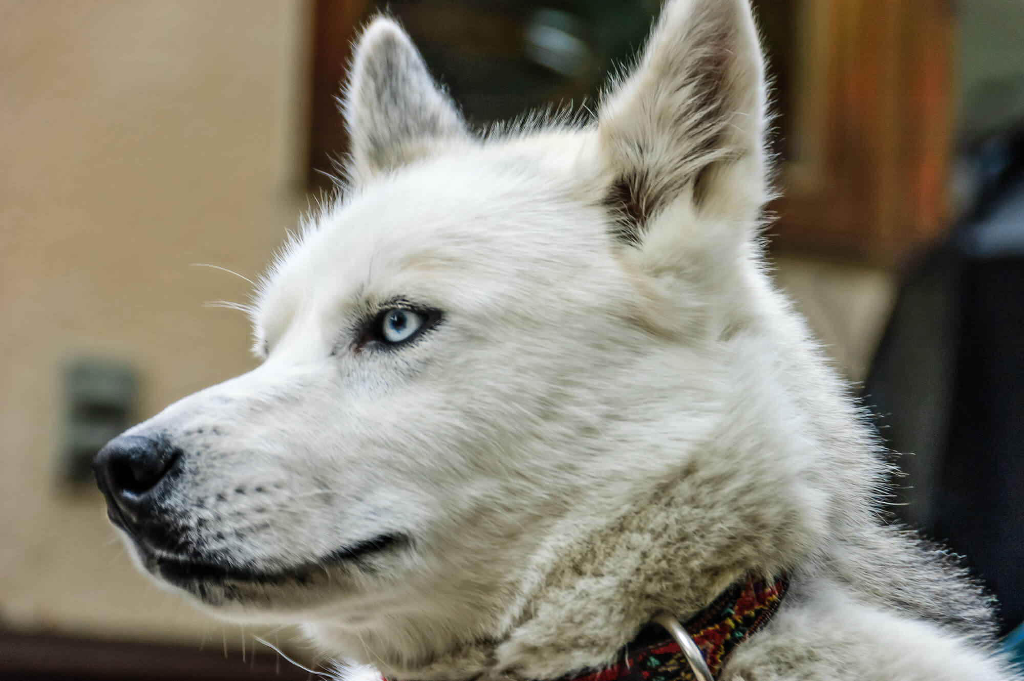 Husky Weiß: Alles über den faszinierenden Hund (+Fotos)
