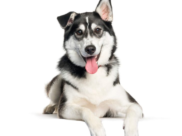 Labrador Husky Mix (Labsky): Aktiver Familienhund (+ Fotos)