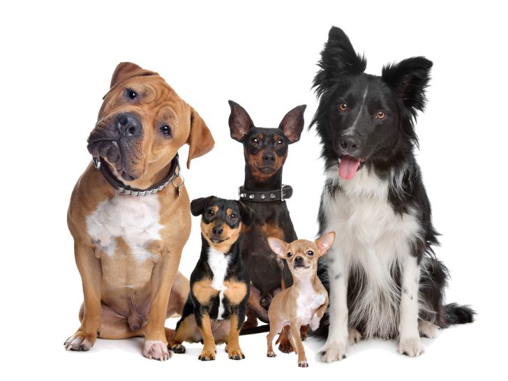 Unser Online-Hunde-Namen-Generator: Entdecken Sie den perfekten Namen für Ihren Hund