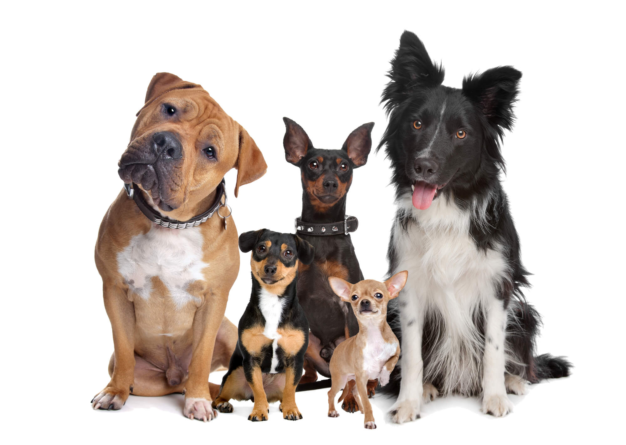Unser Online-Hunde-Namen-Generator: Entdecken Sie den perfekten Namen für Ihren Hund