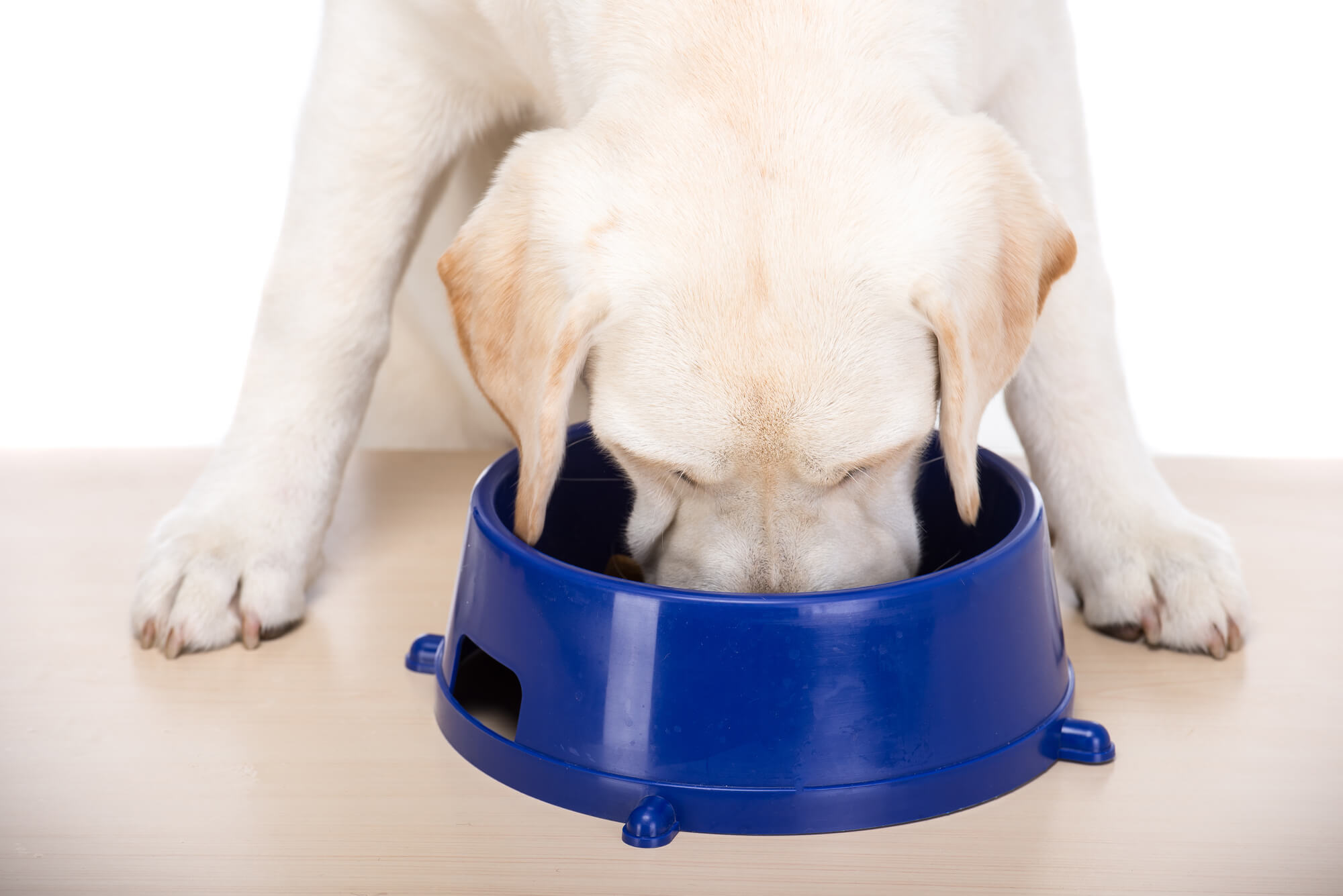 Ihr Online-Hundefutter-Rechner: Finden Sie die richtige Futtermenge für Ihren Hund