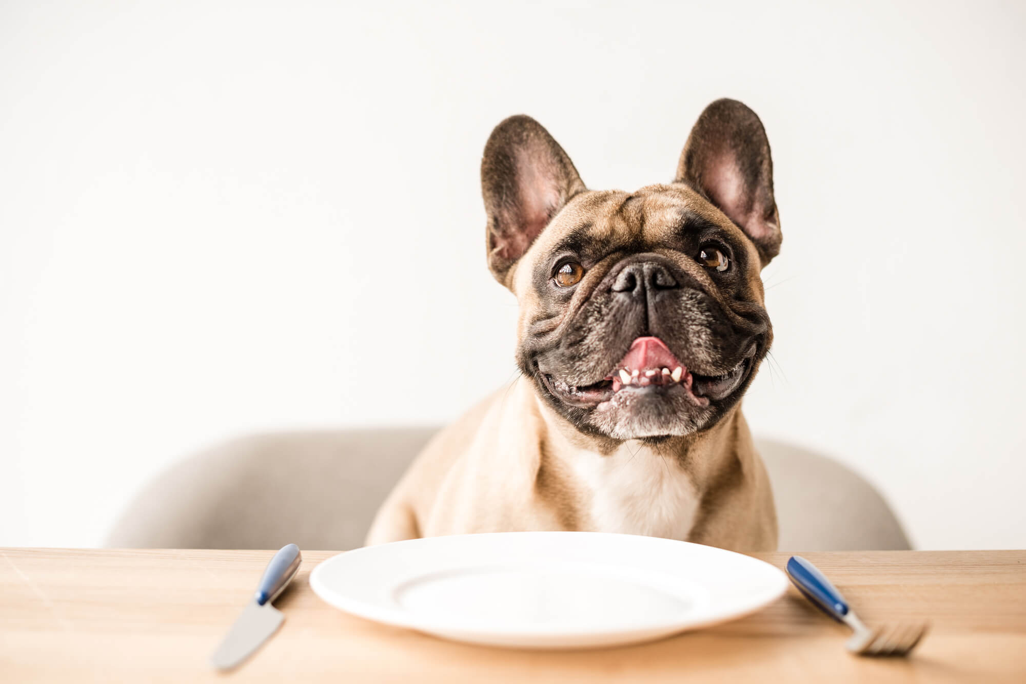 Hundeernährung: Sichere & verbotene Menschennahrung