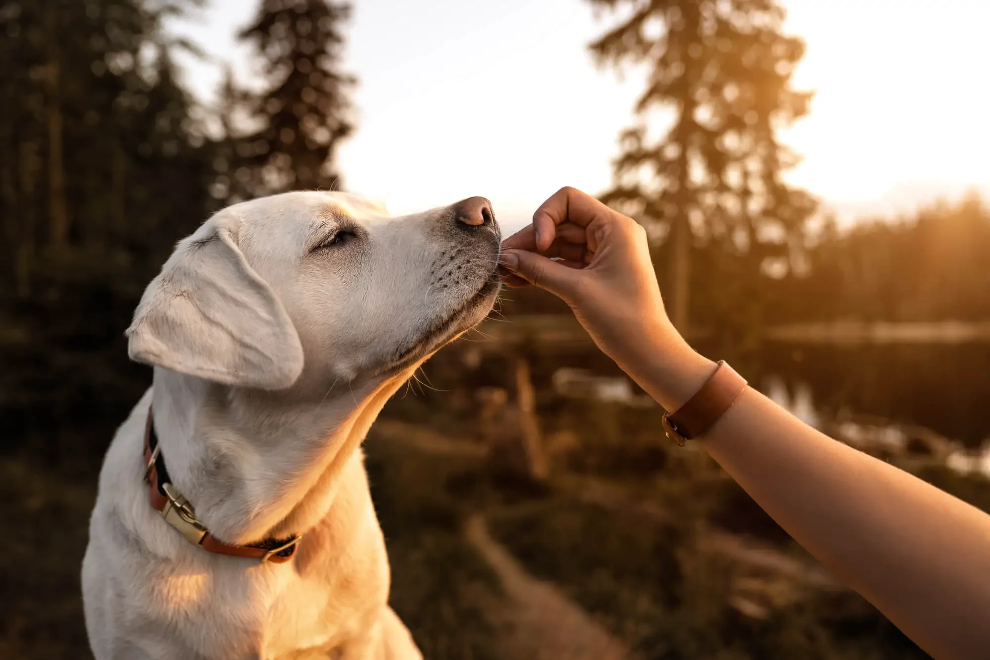 Hundetraining für Anfänger: Grundlegende Kommandos & Tipps