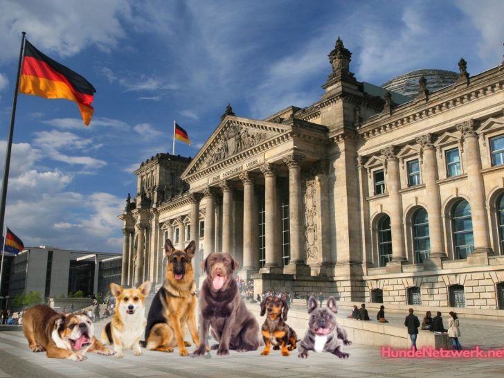 Hund sein in Berlin: Alles was wir wissen müssen