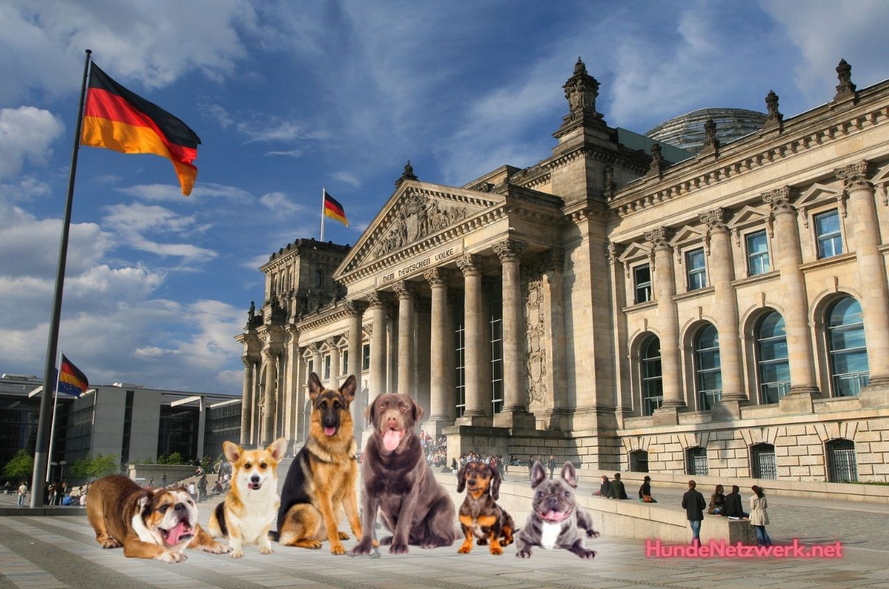 Hund sein in Berlin