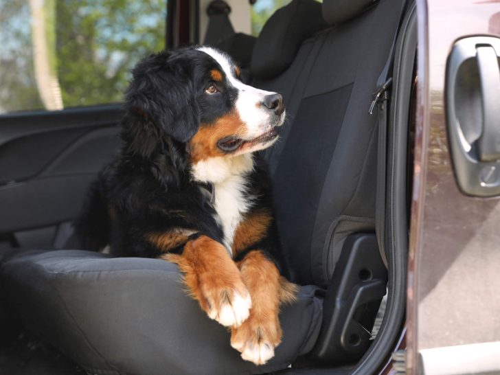 Hundehaare aus dem Auto entfernen: Unsere besten Tipps!