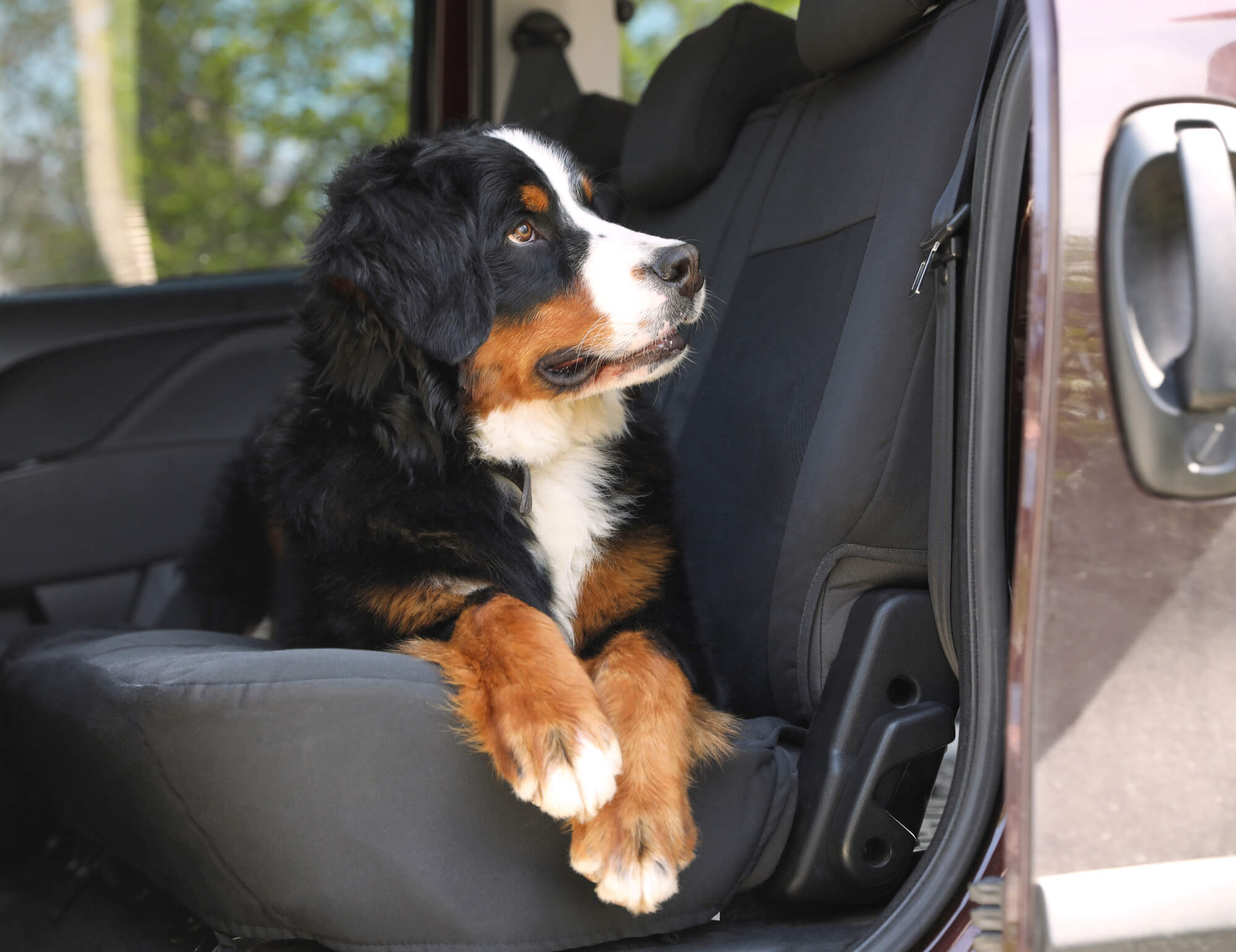 Hundehaare aus dem Auto entfernen: Unsere besten Tipps!