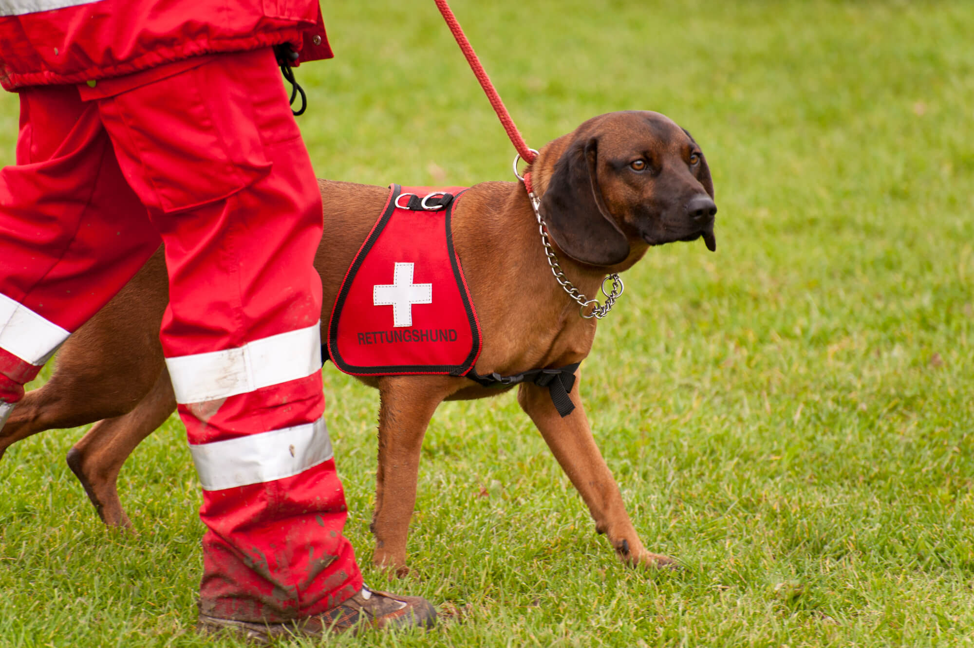 Rettungshunde Buch: Unsere 5 Top-Picks für Ausbildung