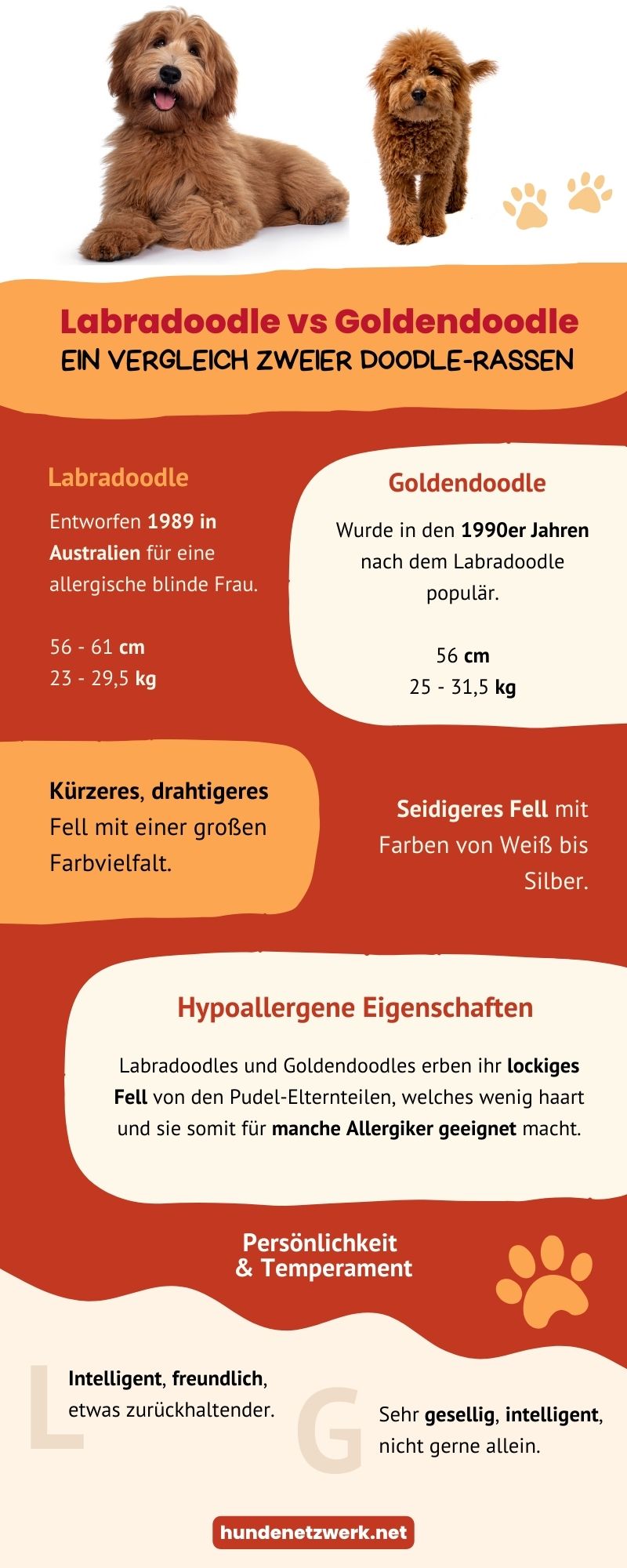 Labradoodle vs Goldendoodle - Infografik
