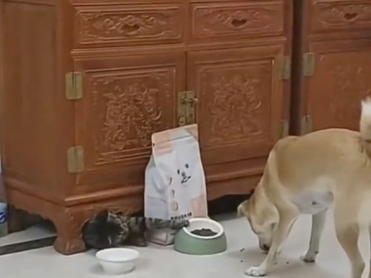 Video-Hit: Katze überlistet Hund bei Futternapf-Diebstahl