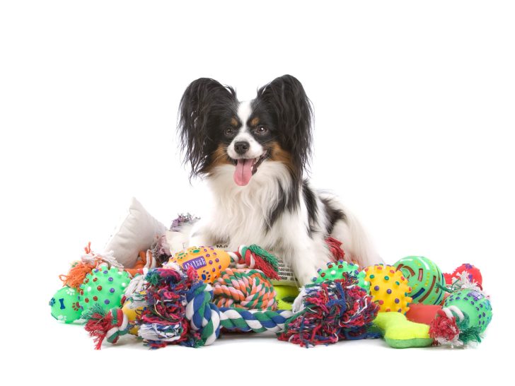 Wie man Hundespielzeug reinigt: Waschtipps & Tricks